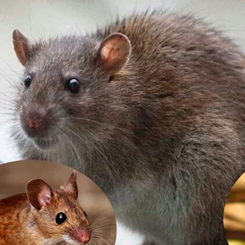 Entreprise de dératisation et de désinsectisation à Niort