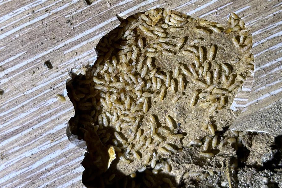 traitement bois termites niort charpente maison