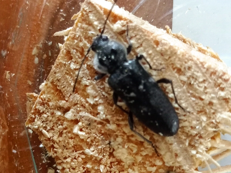 capricorne des maisons insecte xylophage bois