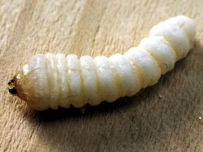 larve capricorne dans le bois charpente