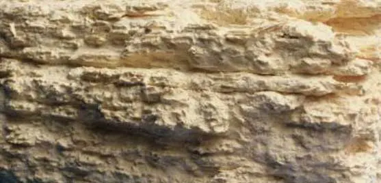 traitement bois contre les Lyctus