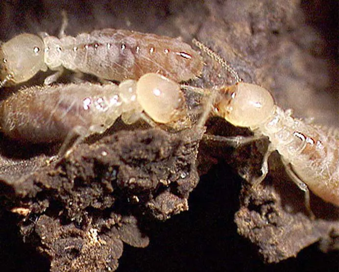 Traitement termites Niort
