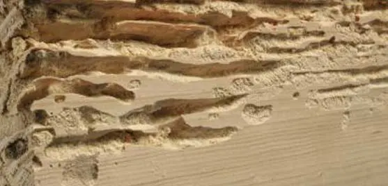 Attaque bois de charpente capricorne