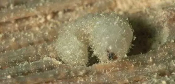 traitement charpente - larve petite vrillette