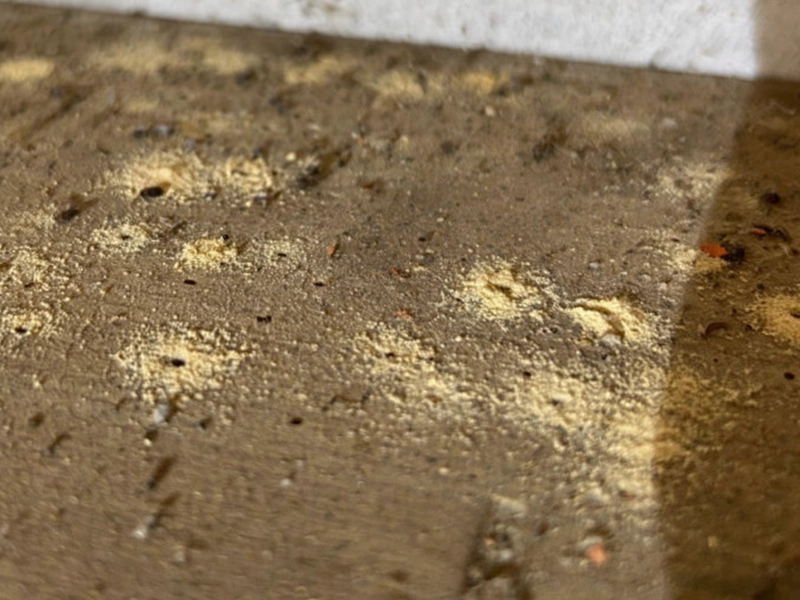 vermoulure poussière de bois causée par larves de vrillettes